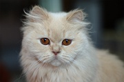 BRITISH LONGHAIR 008